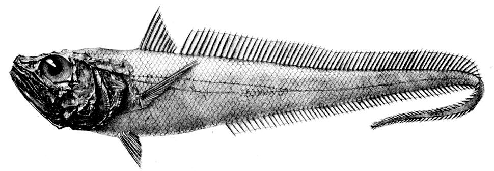 Bathygadus melanobranchus_01